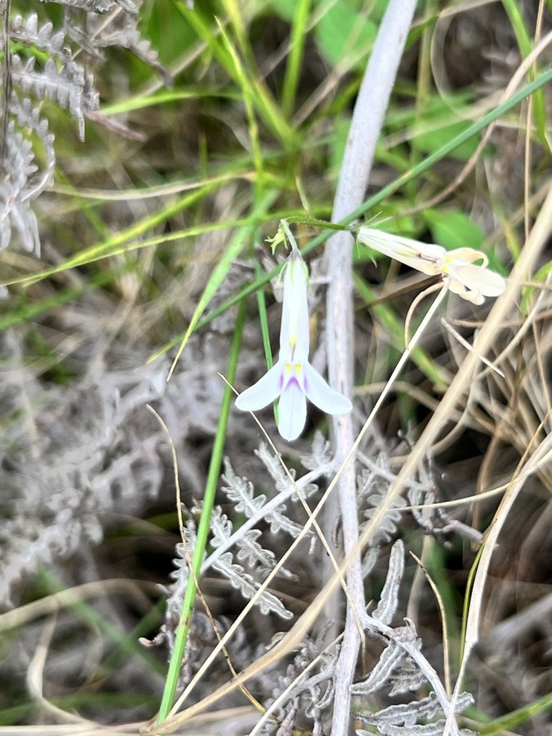 Lobelia pteropoda photo 3