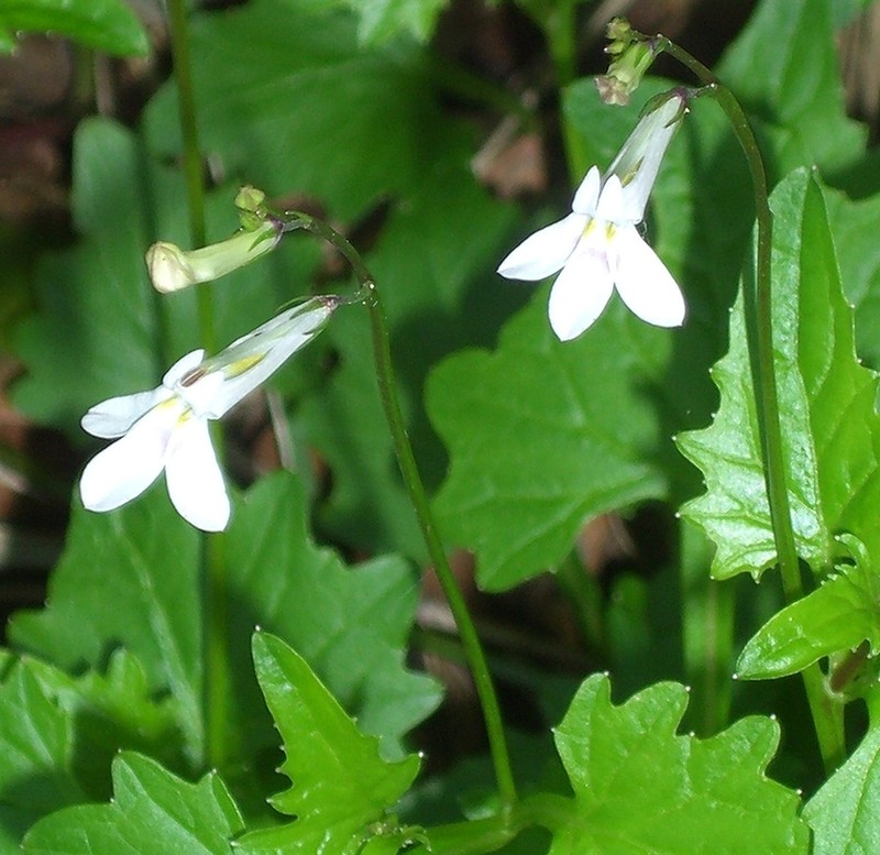 Lobelia pteropoda photo 4