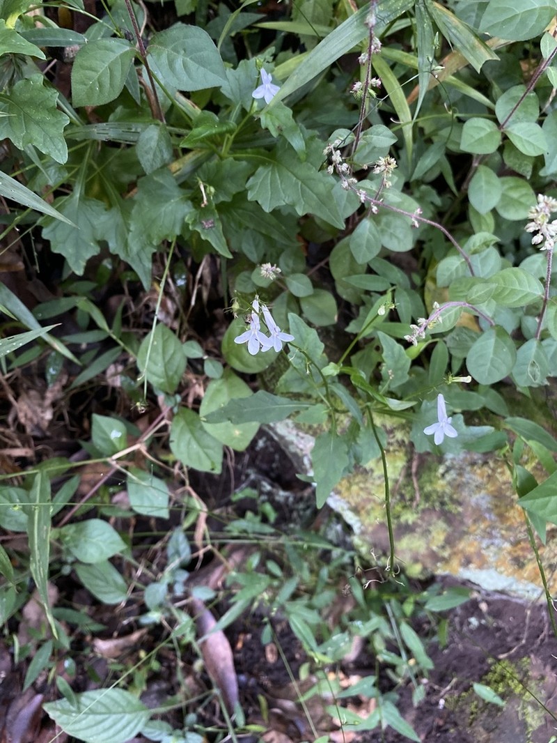 Lobelia pteropoda photo 5