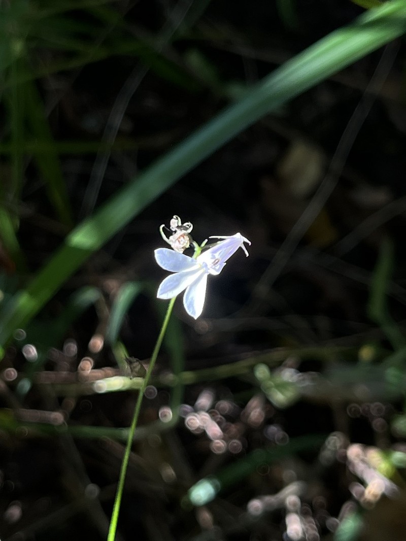 Lobelia pteropoda photo 6
