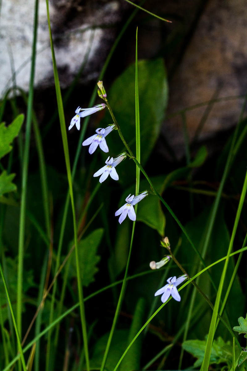 Lobelia pteropoda photo 8
