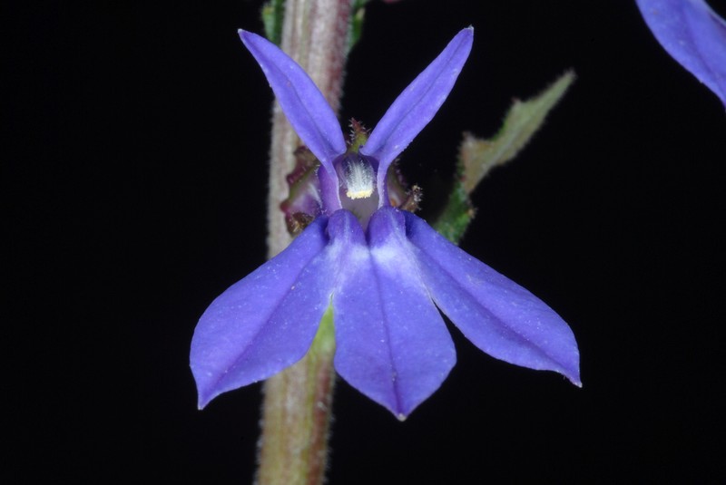 Downy Lobelia photo 2