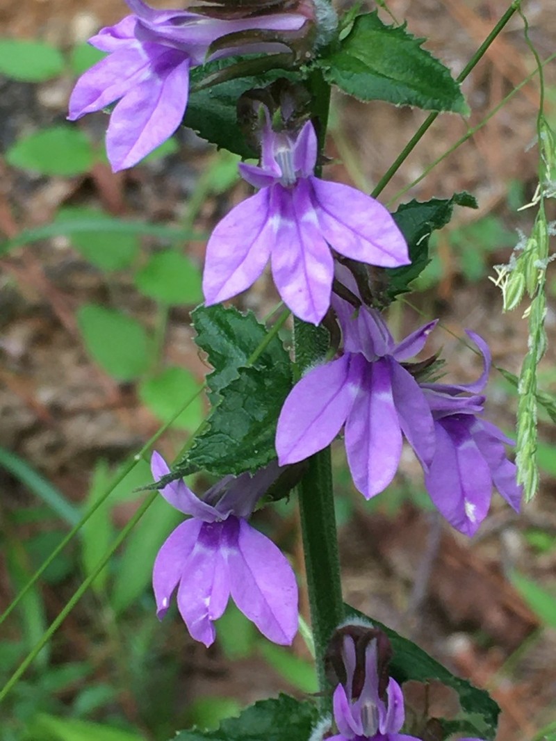 Downy Lobelia photo 3