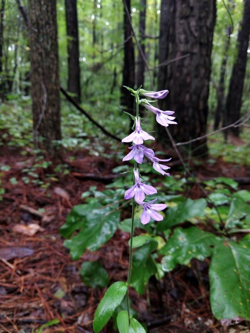 Downy Lobelia photo 4