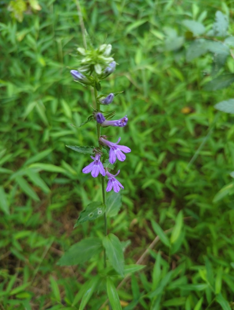 Downy Lobelia photo 6