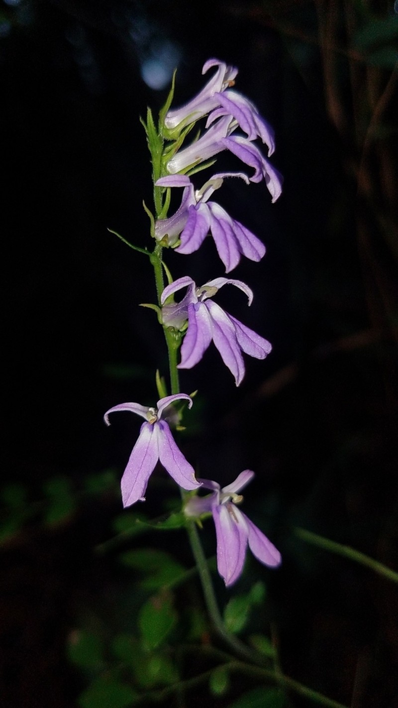 Downy Lobelia photo 7