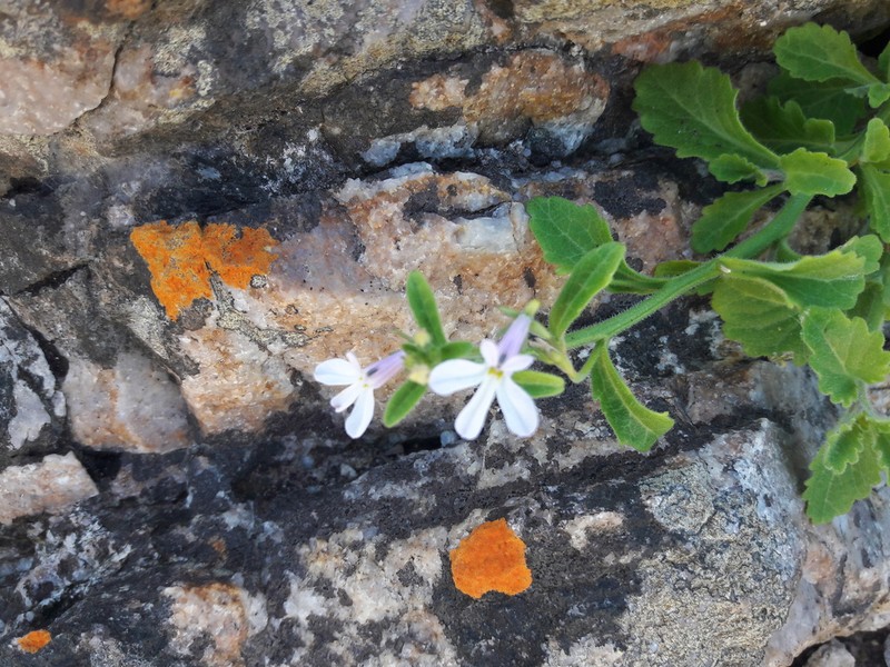 Lobelia pubescens