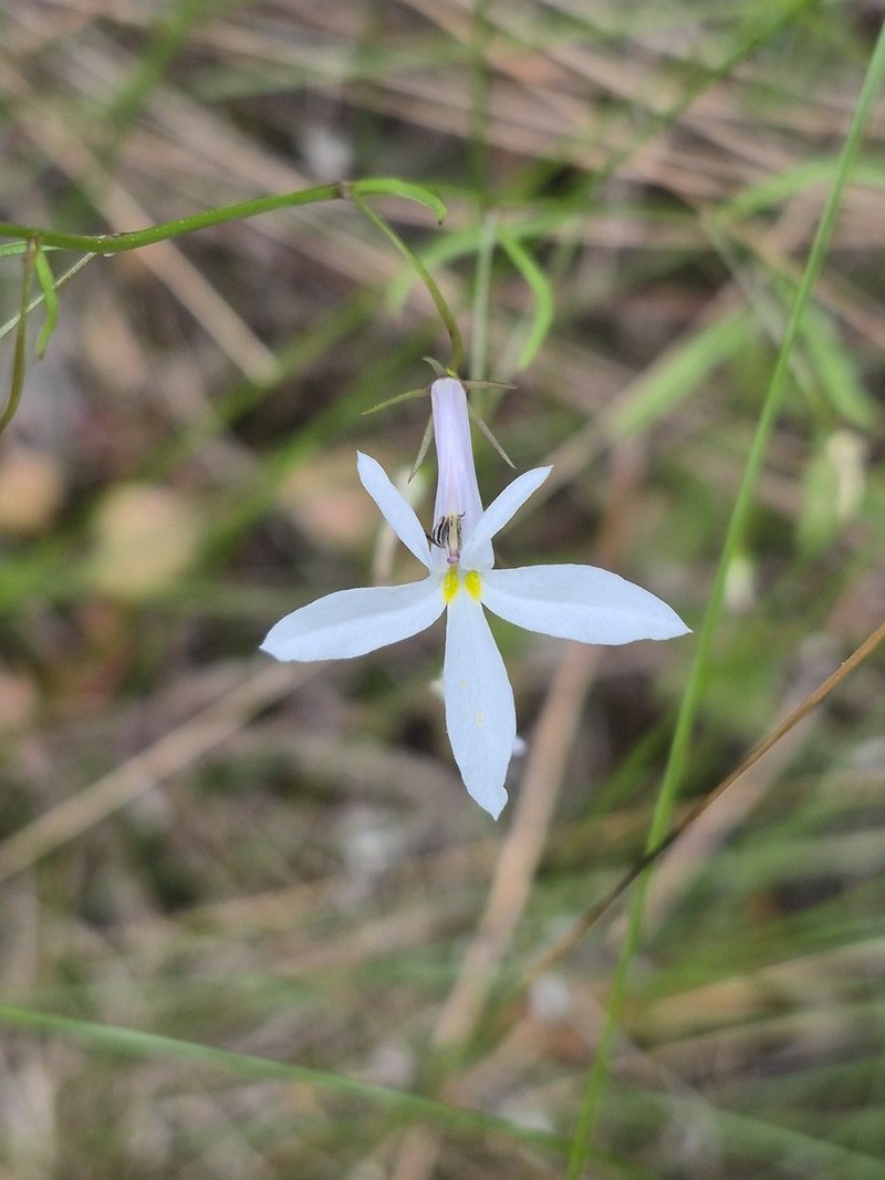 Lobelia pubescens photo 2