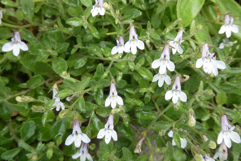 Lobelia pubescens photo 3