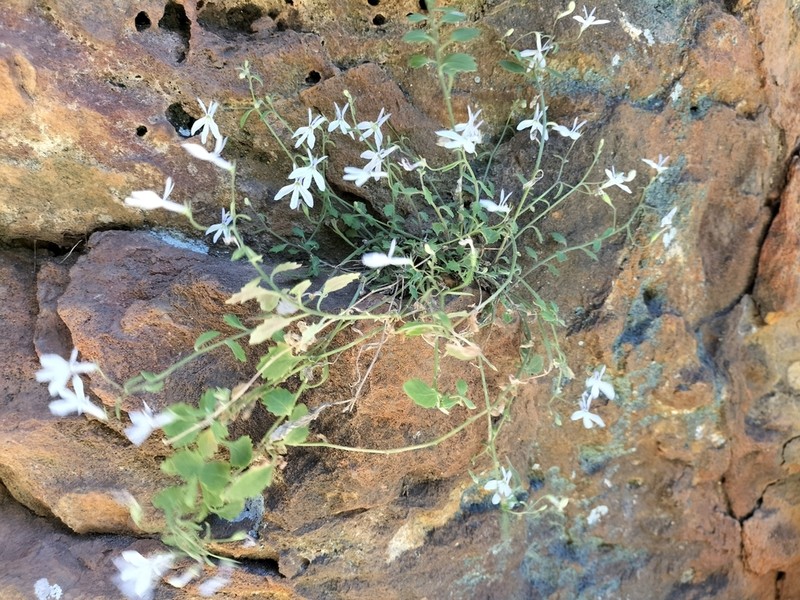Lobelia pubescens photo 4
