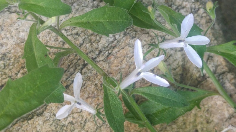 Lobelia pubescens photo 5