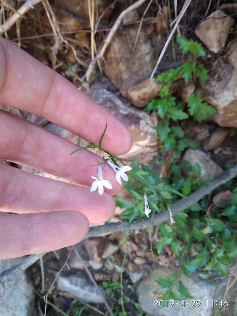 Lobelia pubescens photo 6