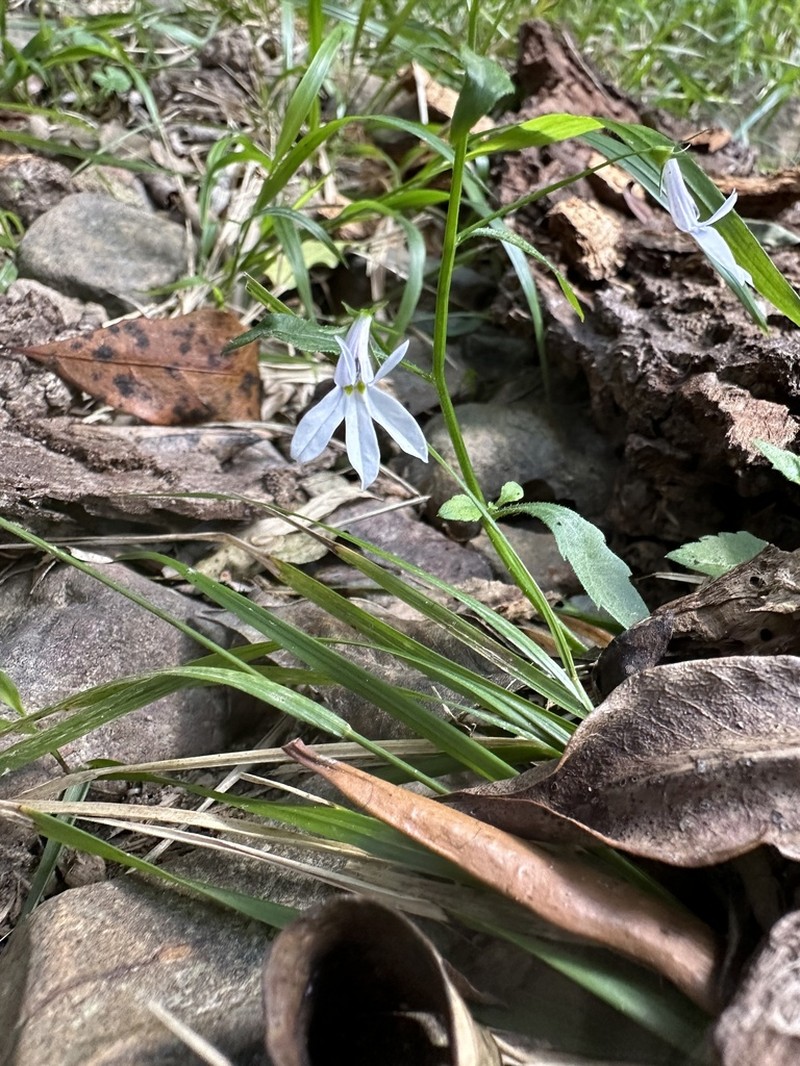 Lobelia pubescens photo 7