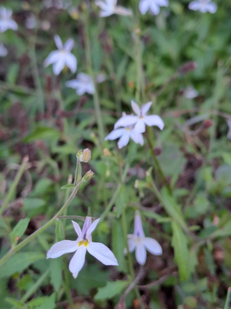Lobelia pubescens photo 8