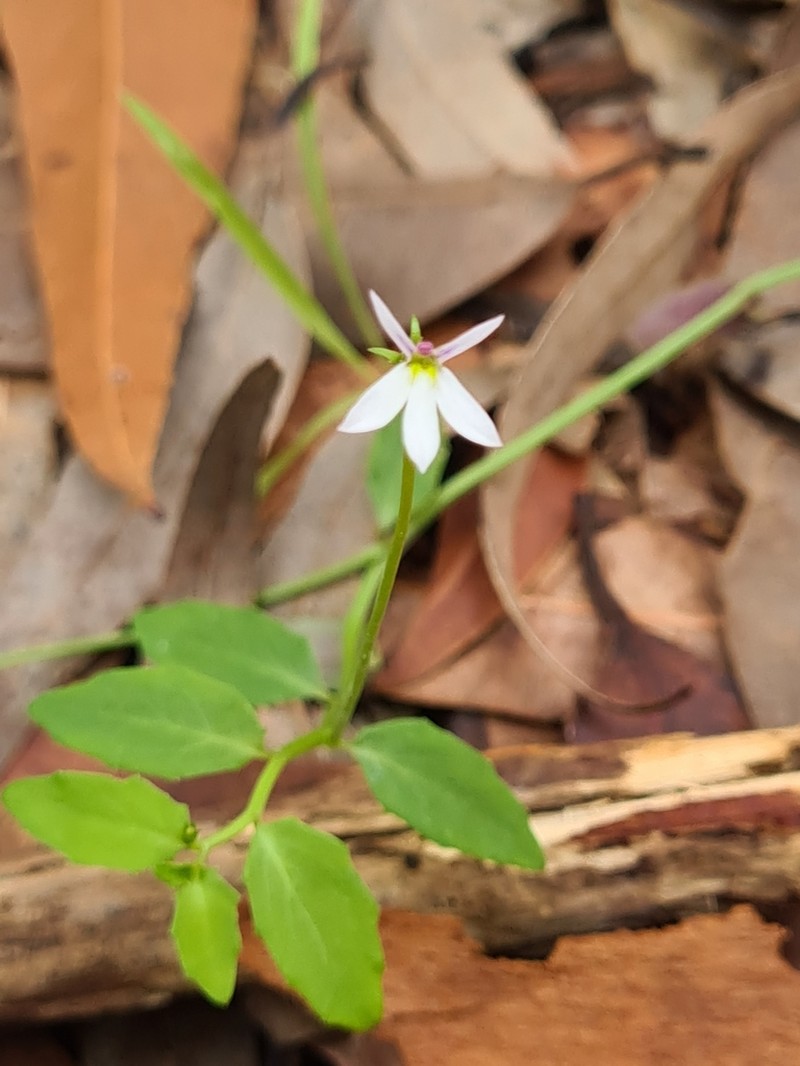 Lobelia purpurascens