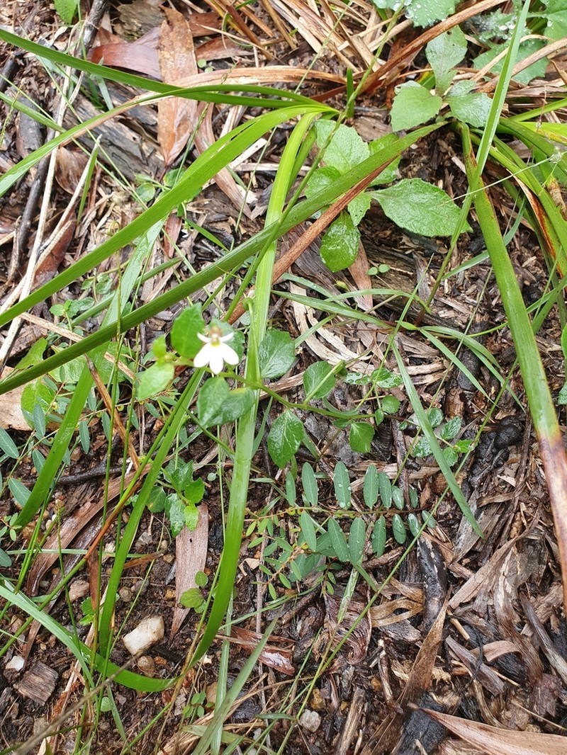 Lobelia purpurascens photo 2