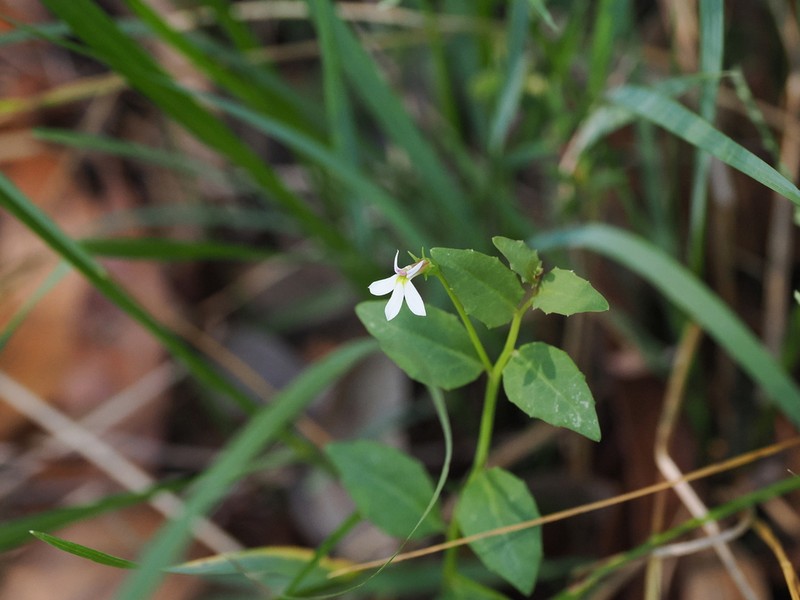 Lobelia purpurascens photo 4