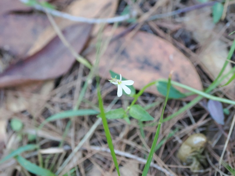 Lobelia purpurascens photo 6