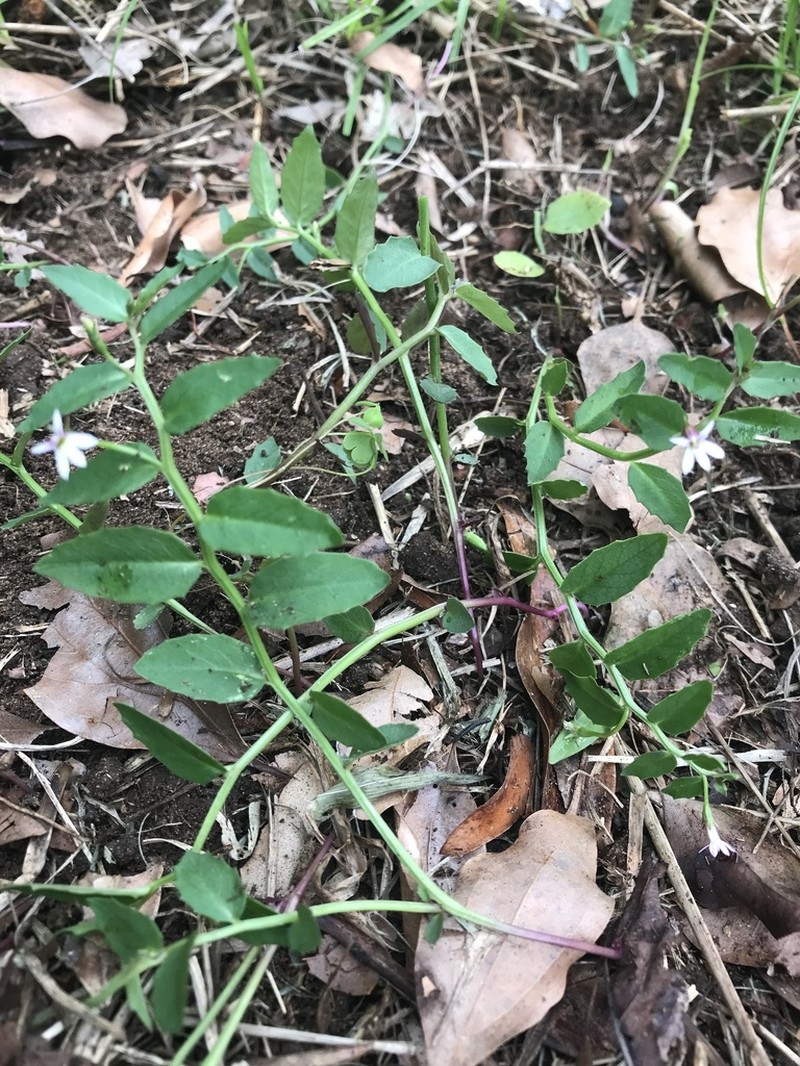 Lobelia purpurascens photo 7