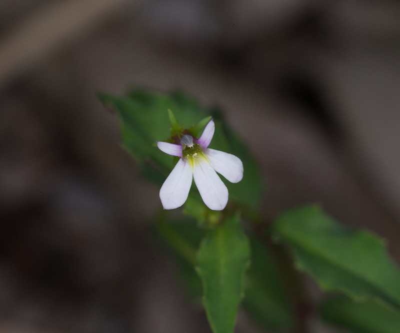 Lobelia purpurascens photo 8