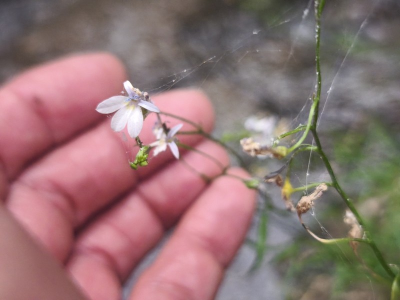 Lobelia purpusii