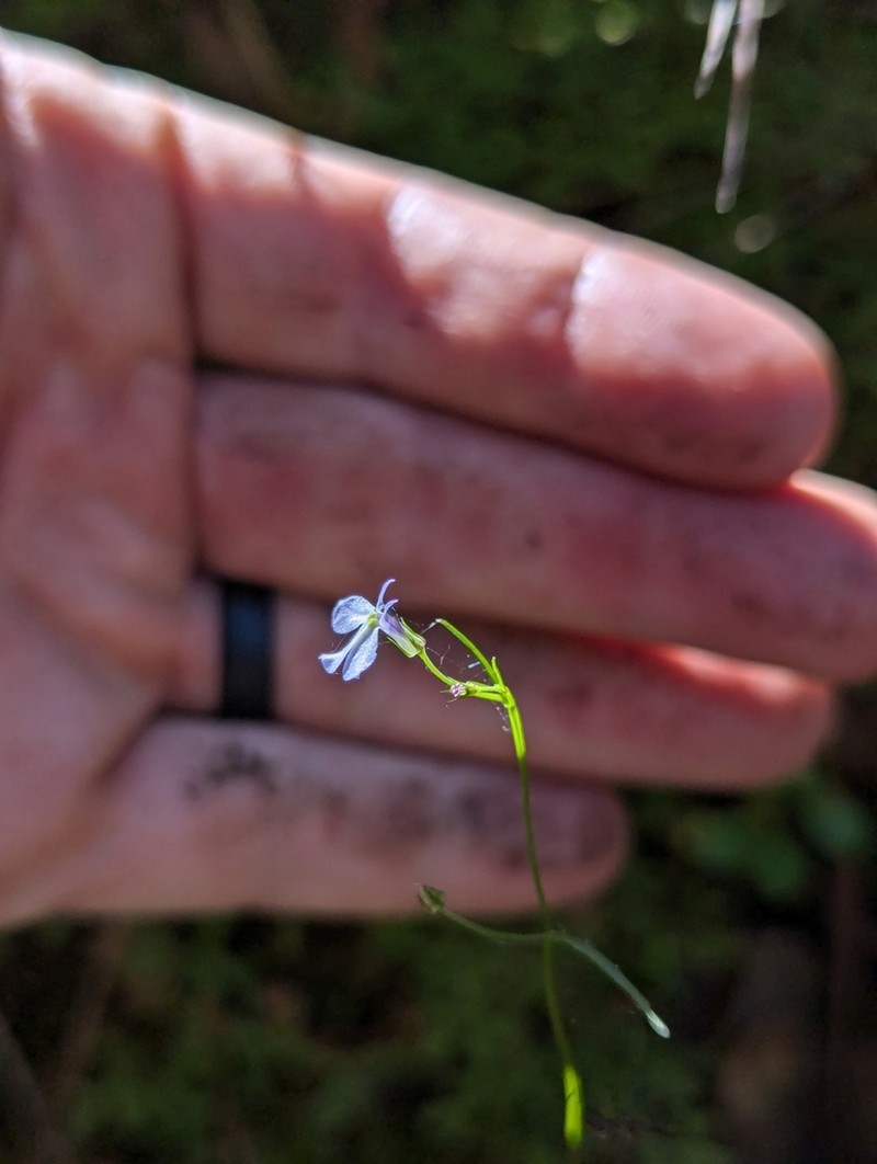Lobelia purpusii photo 2