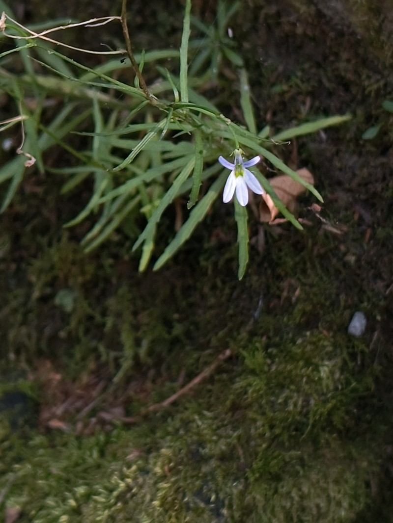 Lobelia purpusii photo 3
