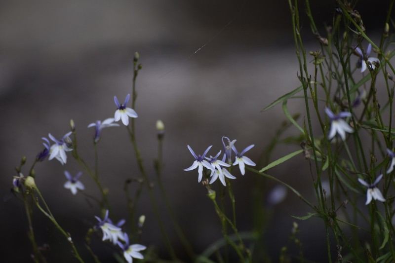 Lobelia purpusii photo 4