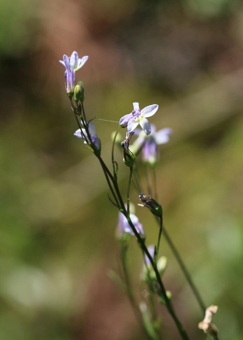 Lobelia purpusii photo 6