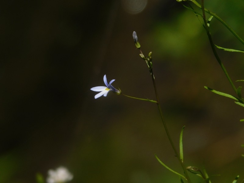 Lobelia purpusii photo 8