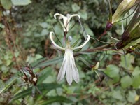 Lobelia pyramidalis