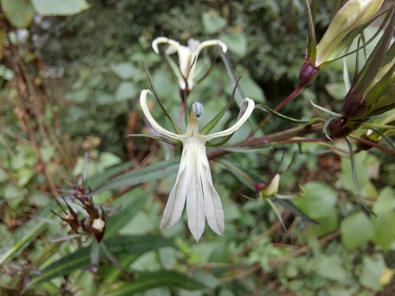 Lobelia pyramidalis
