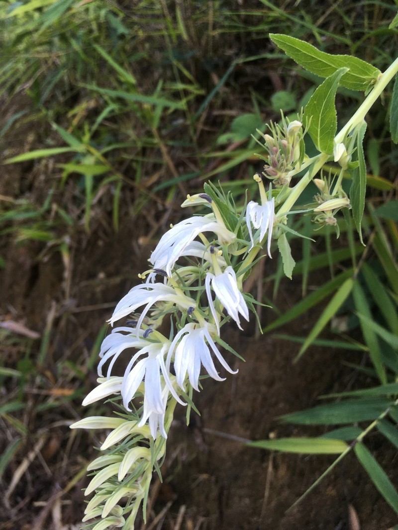 Lobelia pyramidalis photo 2
