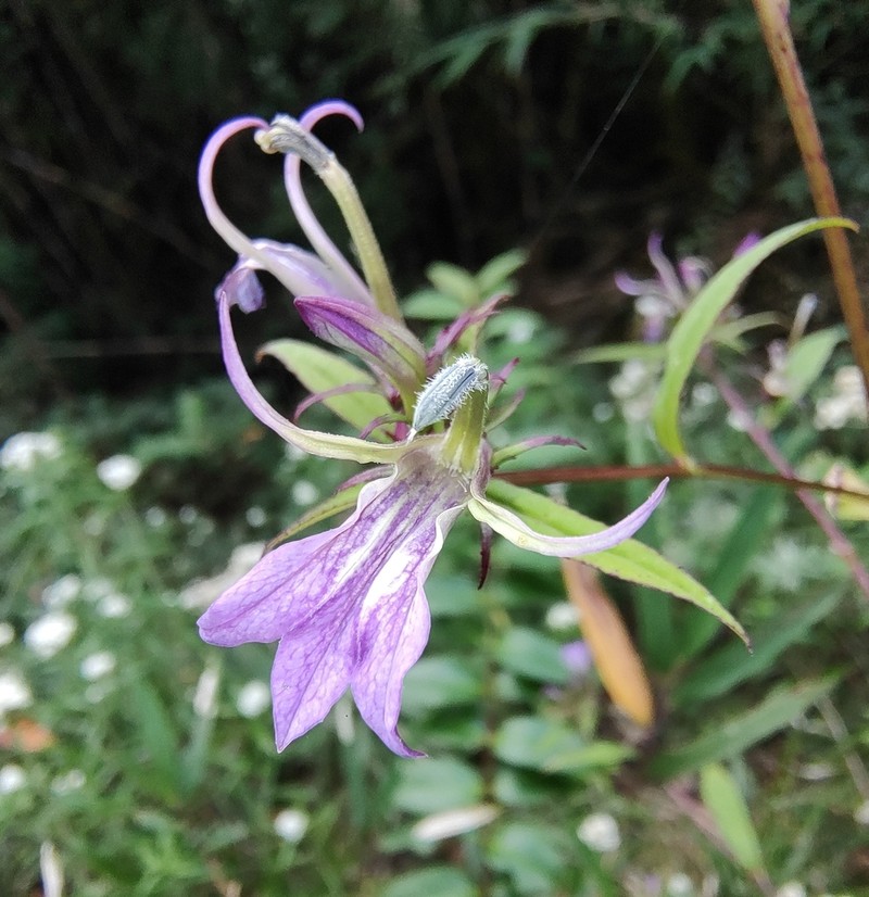 Lobelia pyramidalis photo 3