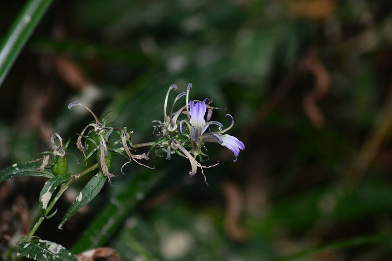 Lobelia pyramidalis photo 4