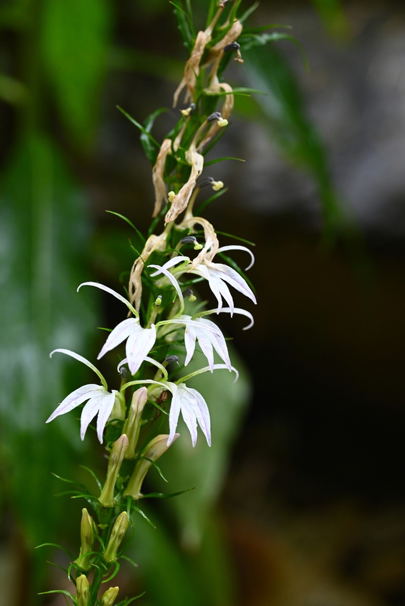 Lobelia pyramidalis photo 5
