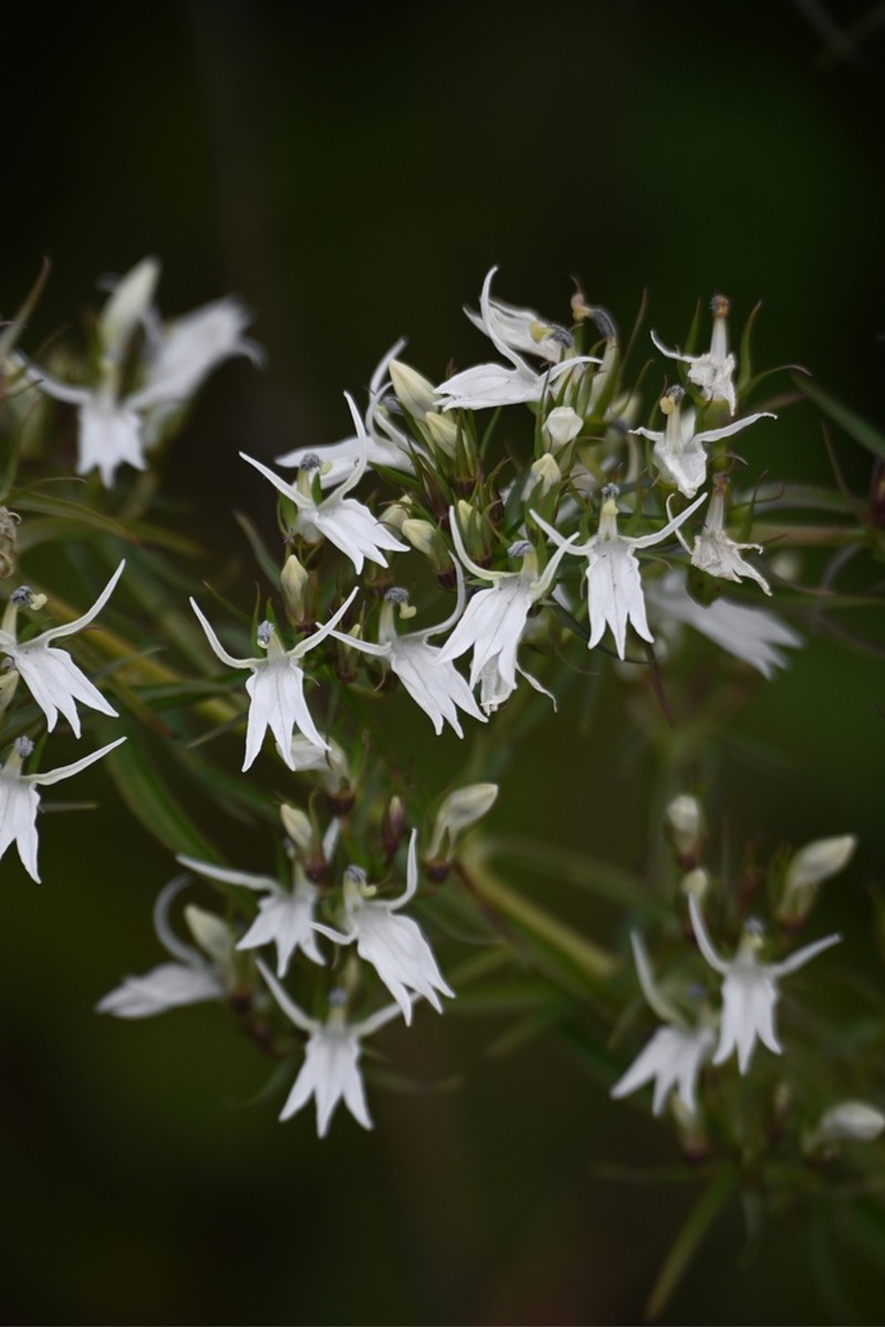 Lobelia pyramidalis photo 7