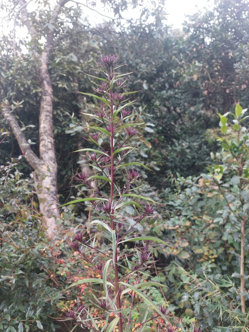 Lobelia pyramidalis photo 8
