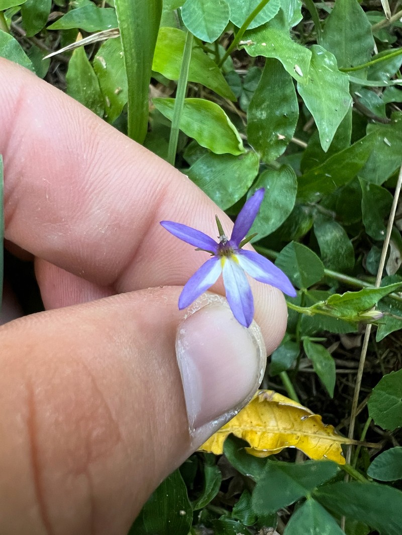 Lobelia quadrangularis