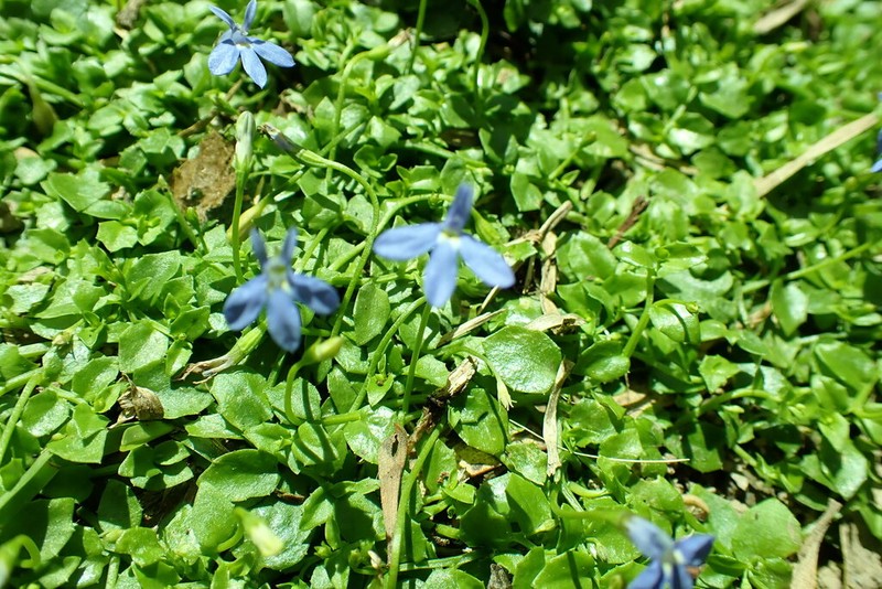 Lobelia quadrangularis photo 2