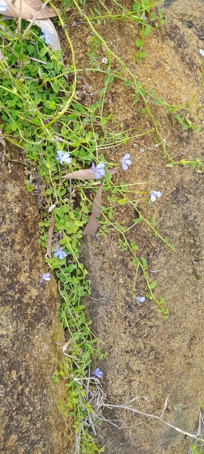 Lobelia quadrangularis photo 3