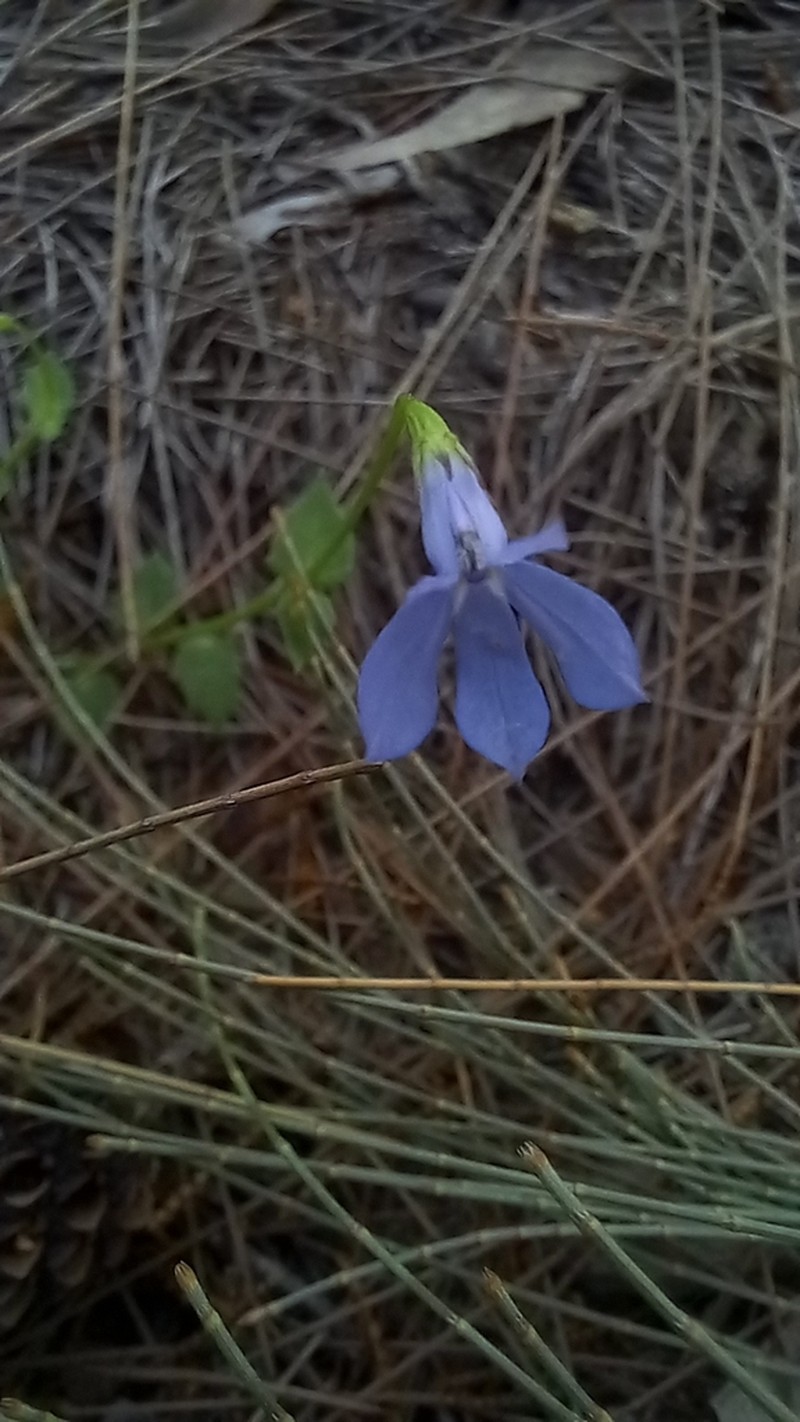 Lobelia quadrangularis photo 4