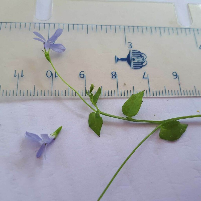 Lobelia quadrangularis photo 5