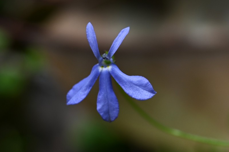 Lobelia quadrangularis photo 6