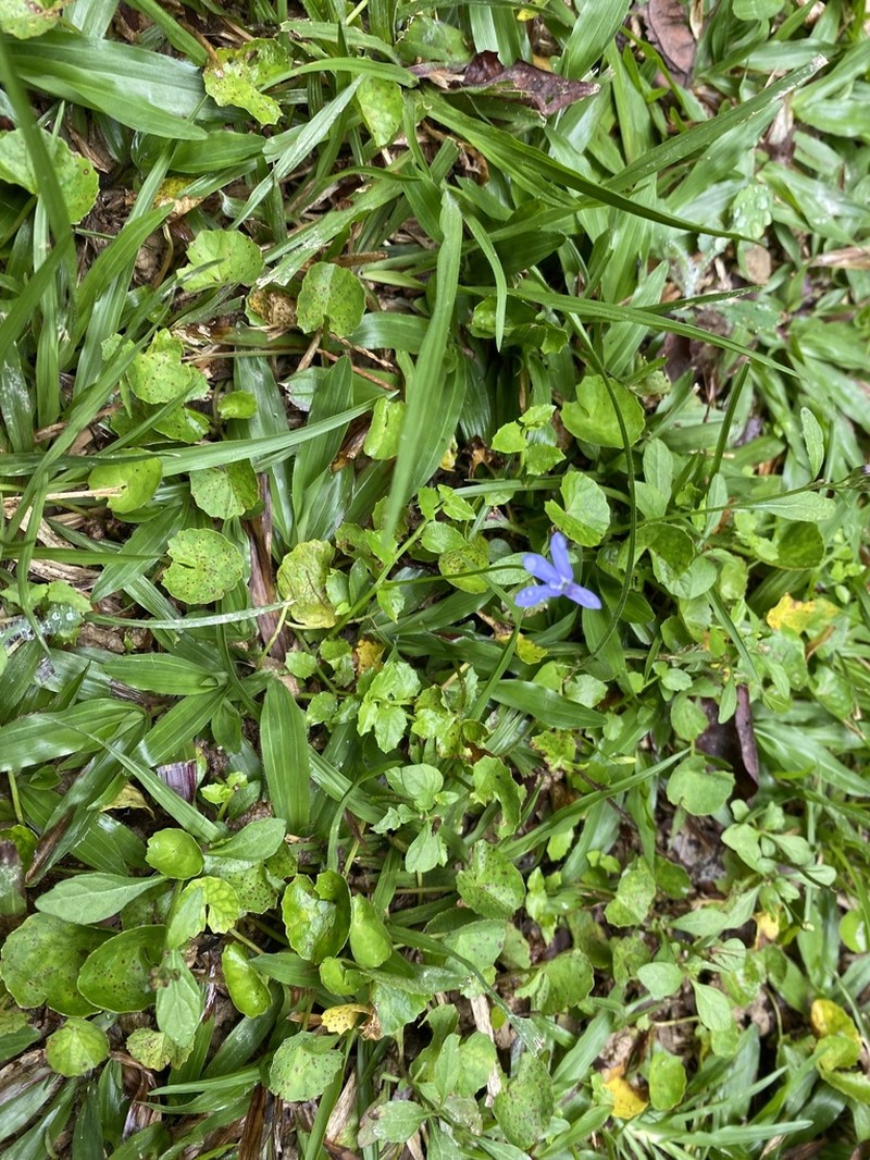 Lobelia quadrangularis photo 7