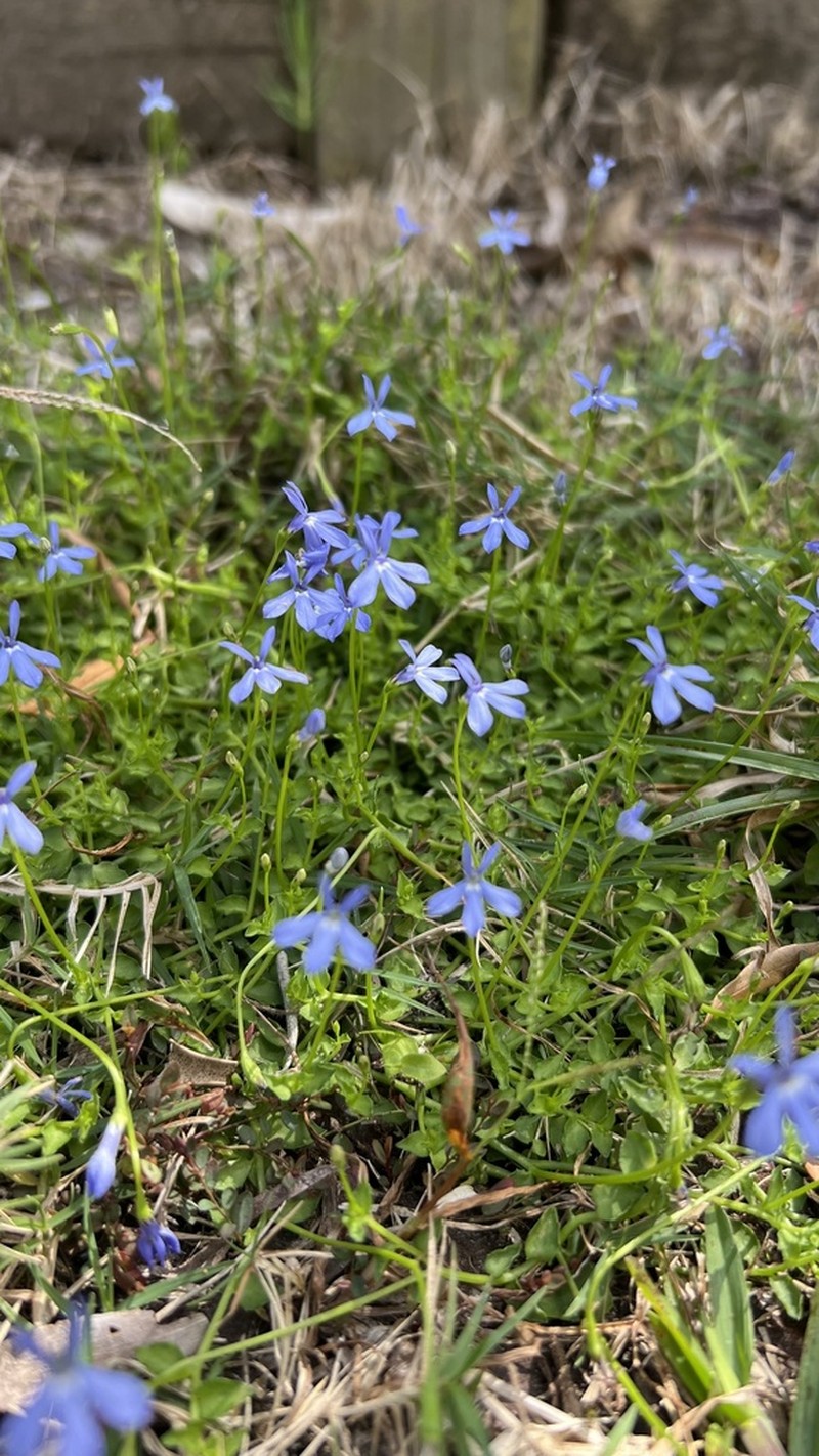 Lobelia quadrangularis photo 8