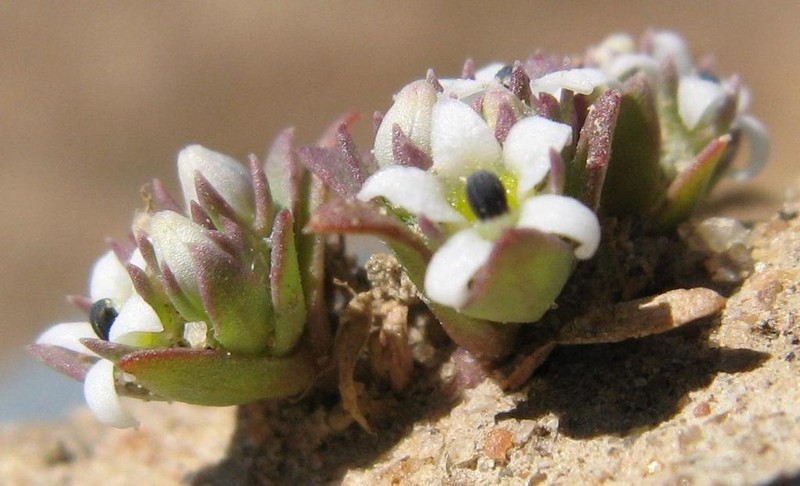 Lobelia quadrisepala