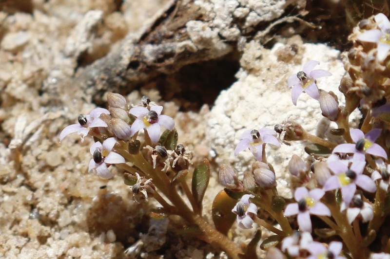 Lobelia quadrisepala photo 2