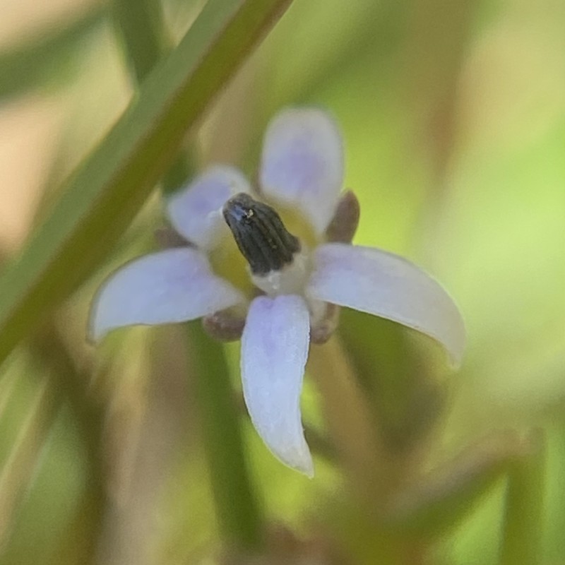 Lobelia quadrisepala photo 3