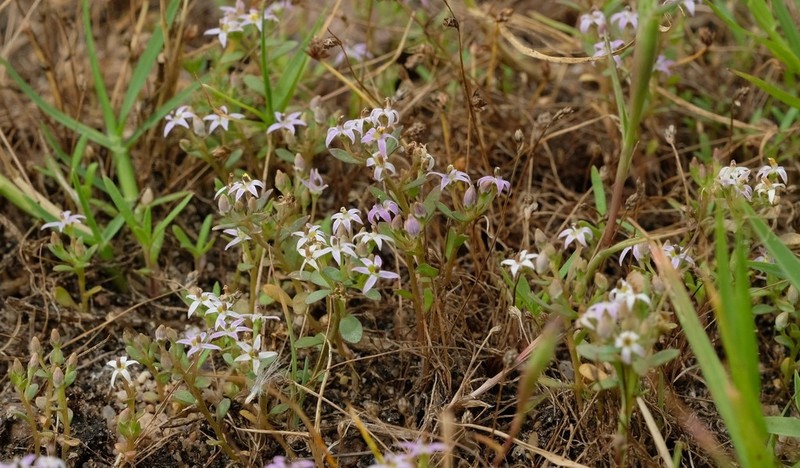 Lobelia quadrisepala photo 5